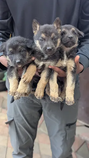 1-3 months Male Purebred German Shepherd