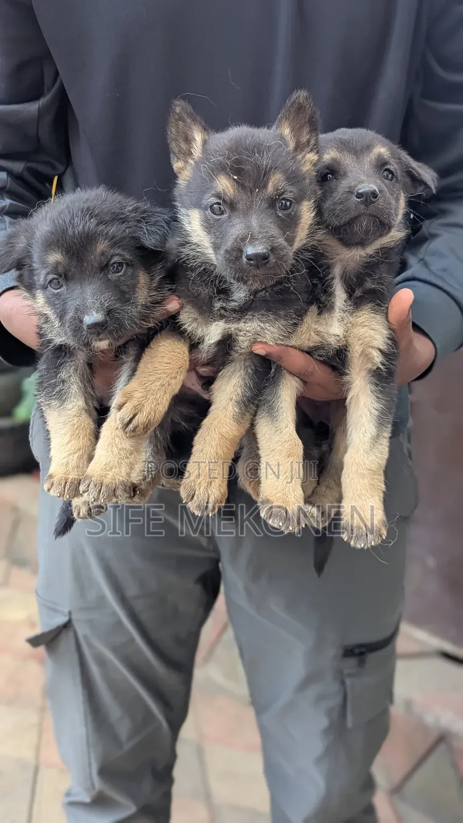 1-3 months Male Purebred German Shepherd