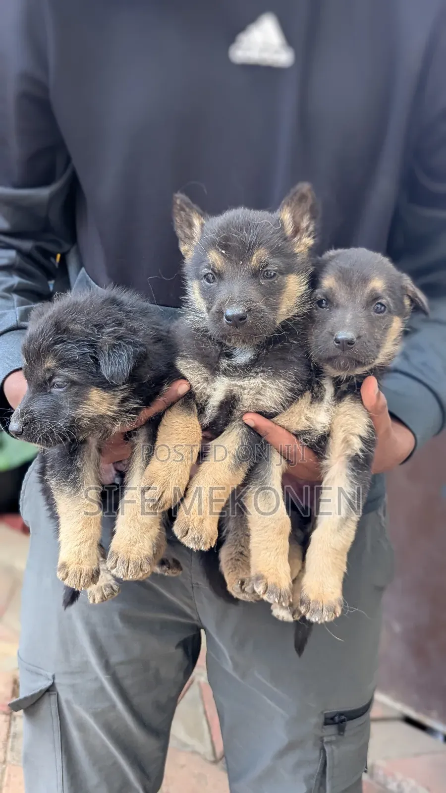 1-3 months Male Purebred German Shepherd