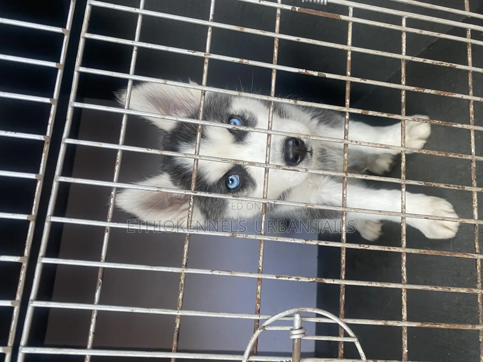 1-3 months Male Purebred Siberian Husky