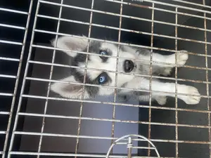 1-3 months Male Purebred Siberian Husky