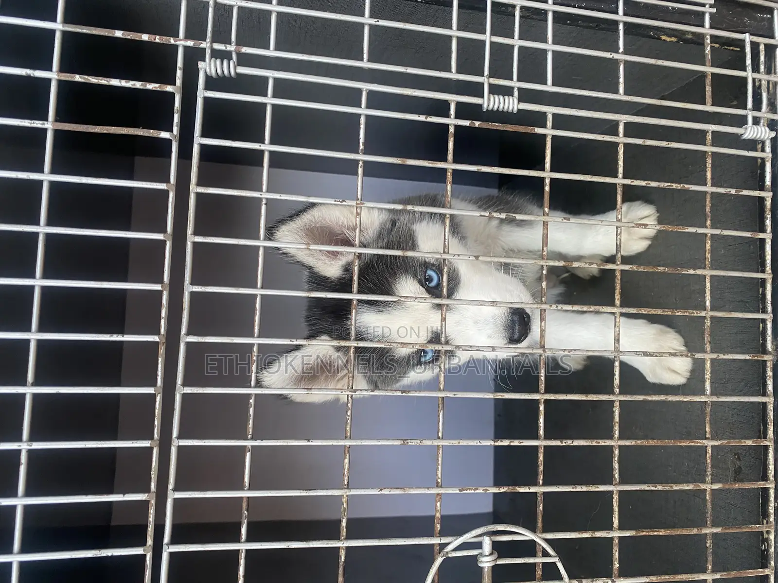 1-3 months Male Purebred Siberian Husky