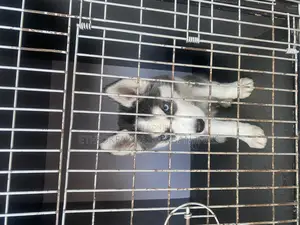 1-3 months Male Purebred Siberian Husky