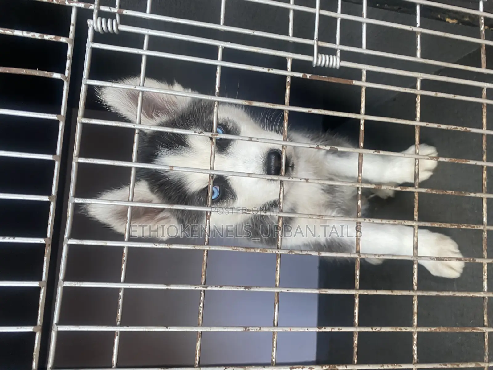 1-3 months Male Purebred Siberian Husky