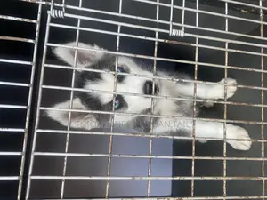 Photo - 1-3 months Male Purebred Siberian Husky