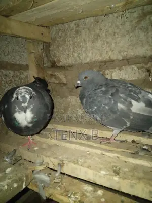 Photo - Black White on Hed