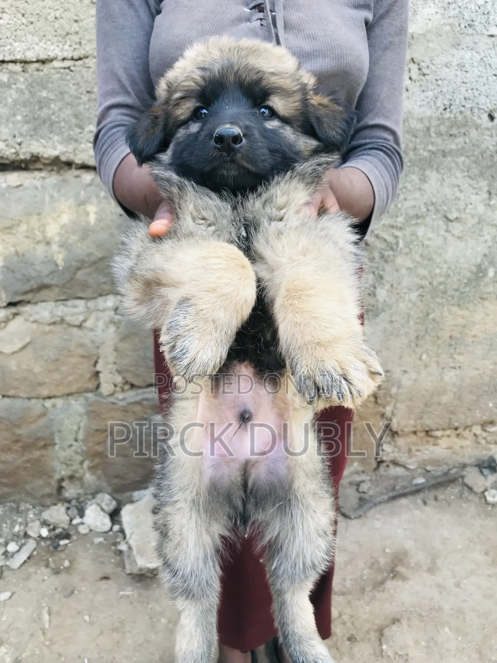 1-3 months Male Purebred German Shepherd