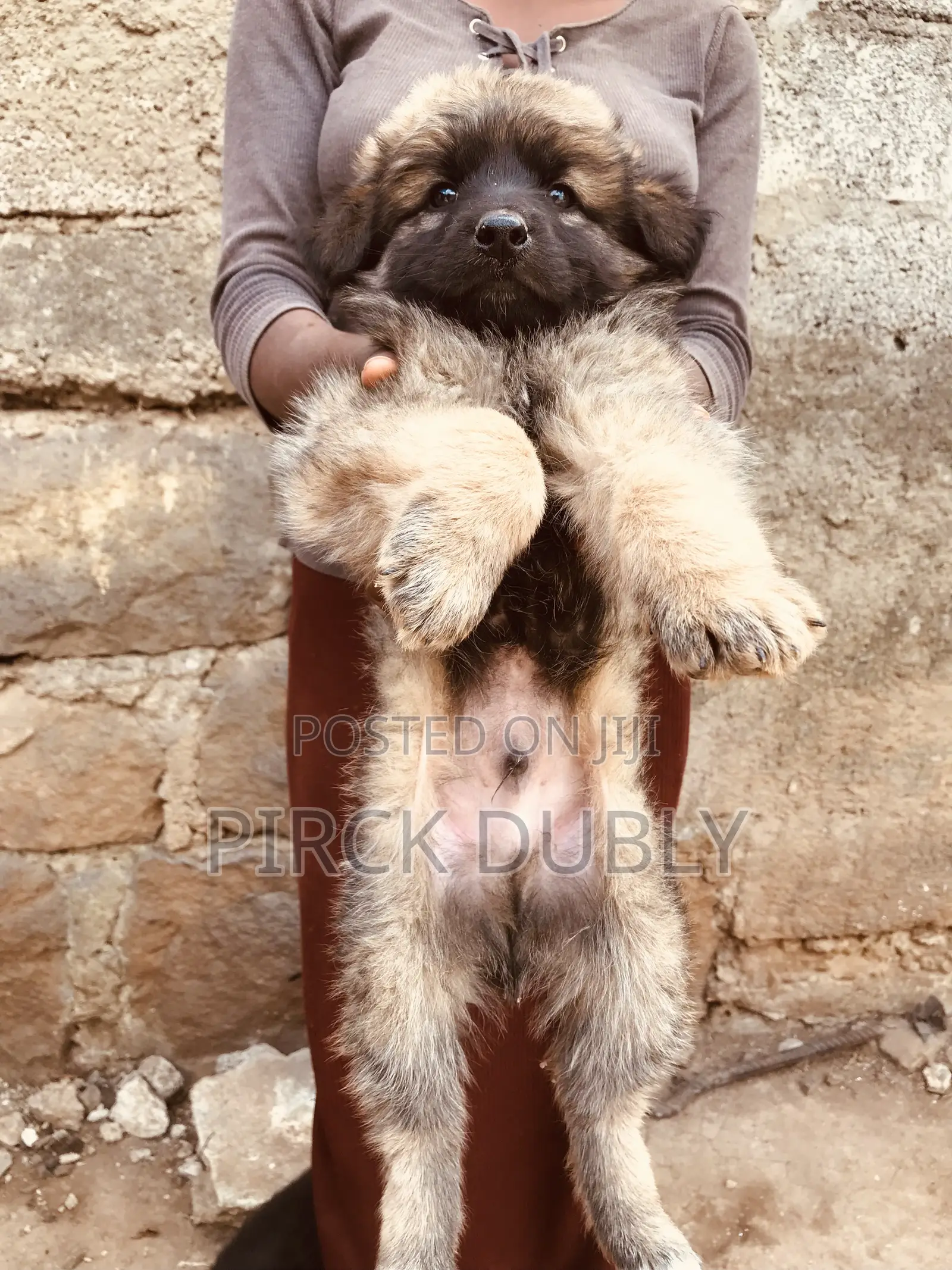 1-3 months Male Purebred German Shepherd