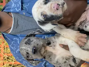 1-3 months Male Purebred Great Dane