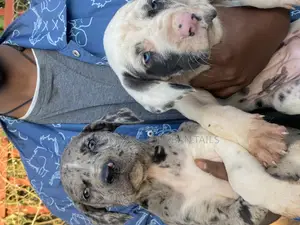 1-3 months Male Purebred Great Dane