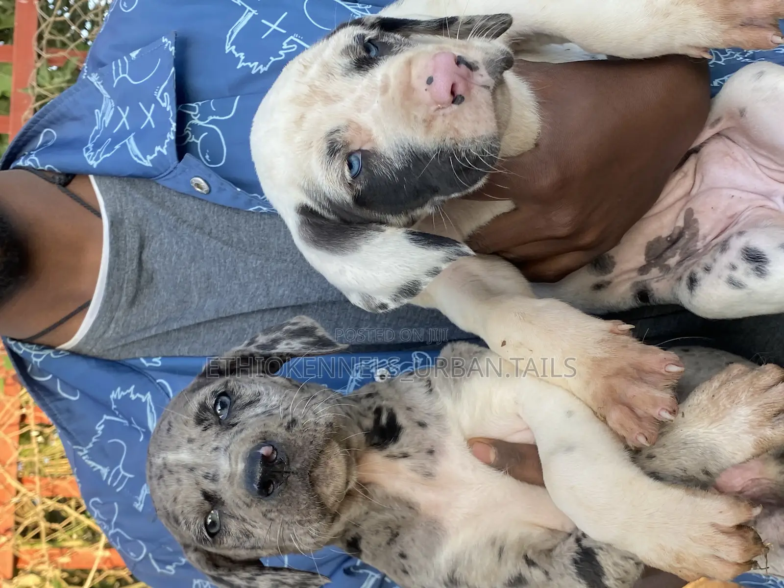 1-3 months Male Purebred Great Dane