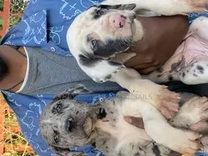 Photo - 1-3 months Male Purebred Great Dane
