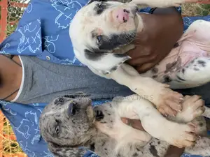 1-3 months Male Purebred Great Dane