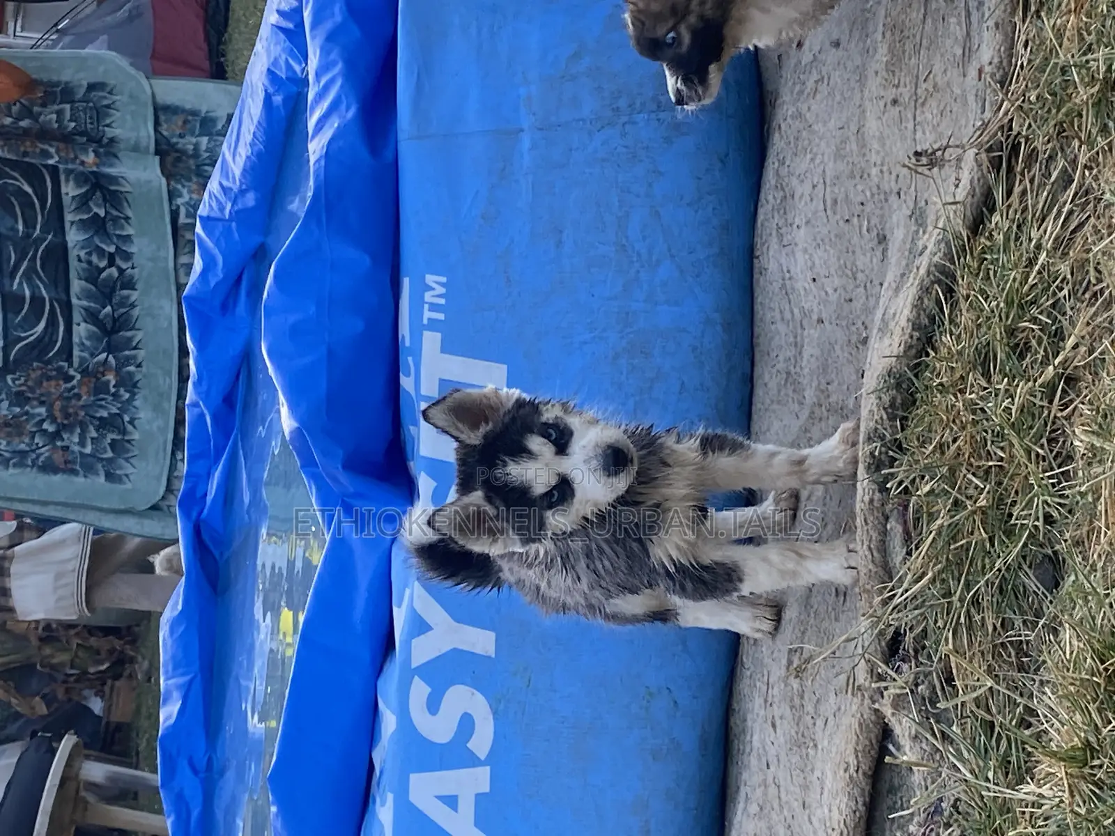 1-3 months Male Purebred Siberian Husky