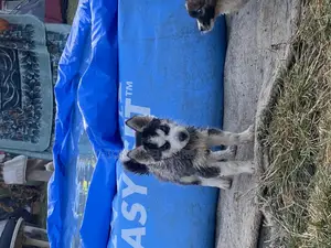 1-3 months Male Purebred Siberian Husky