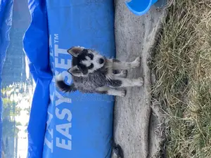 Photo - 1-3 months Male Purebred Siberian Husky