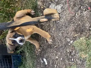 Photo - 1-3 months Male Purebred Mastiff