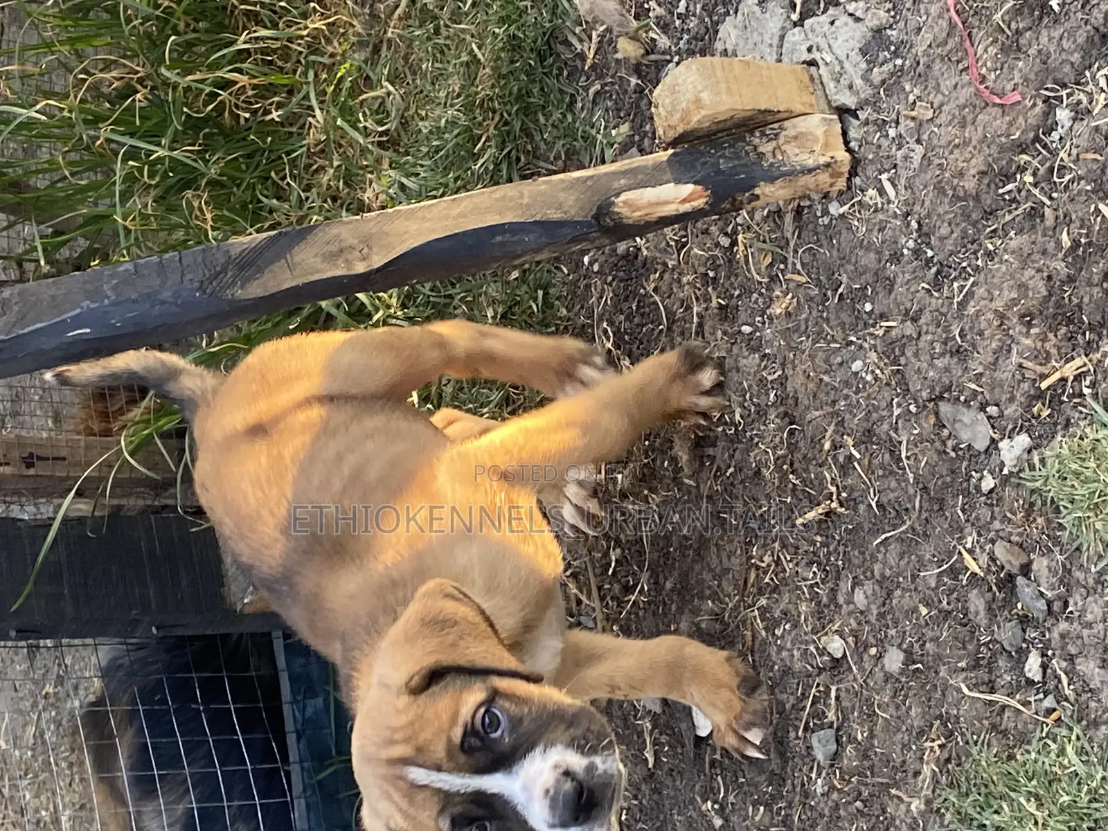 1-3 months Male Purebred Mastiff