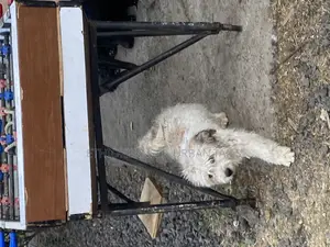 3-6 months Male Mixed Breed Maltese