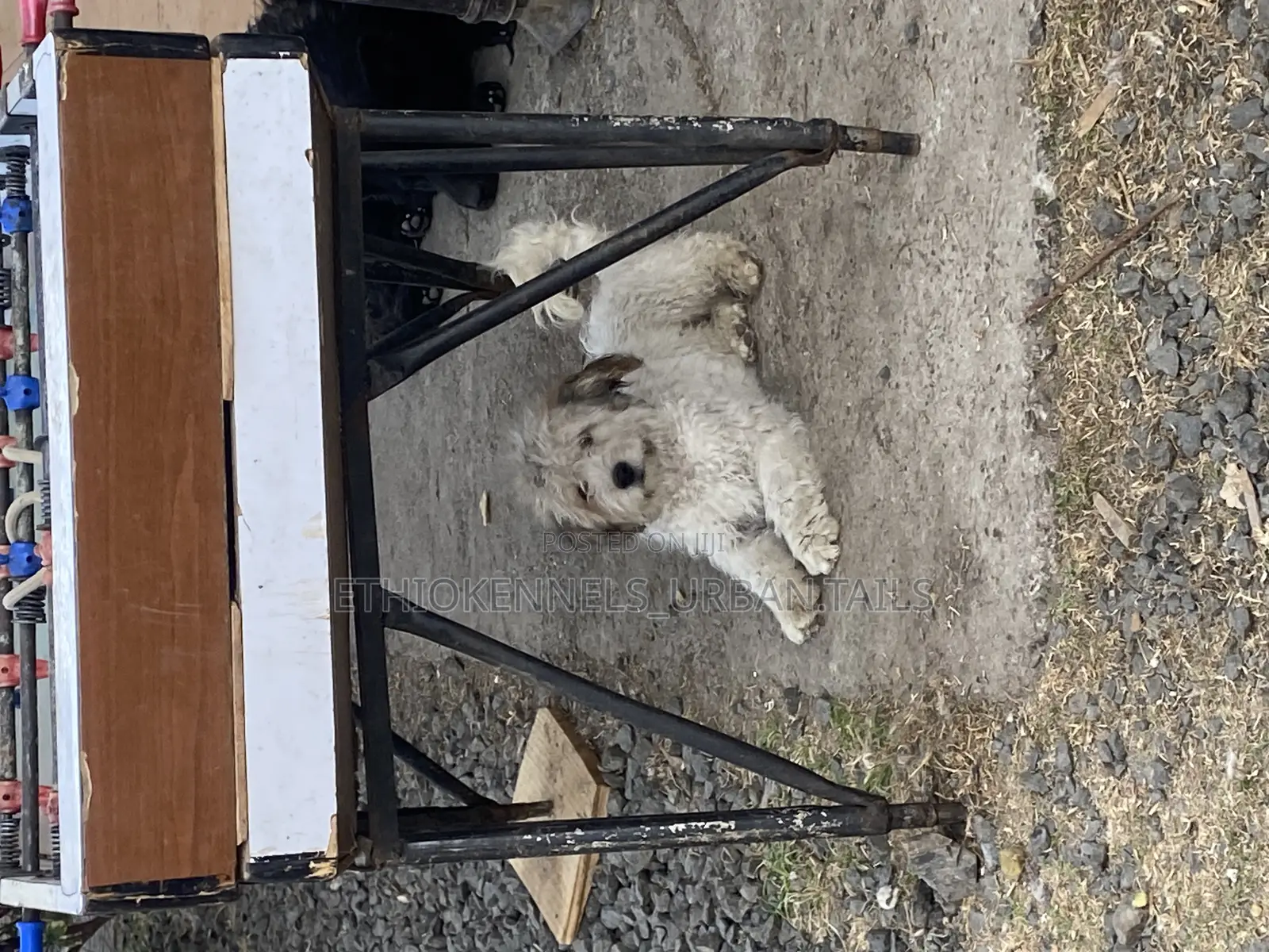 3-6 months Male Mixed Breed Maltese