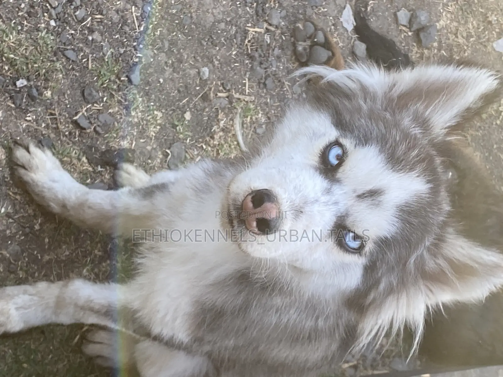 3-6 months Male Purebred Siberian Husky