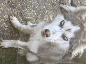 3-6 months Male Purebred Siberian Husky
