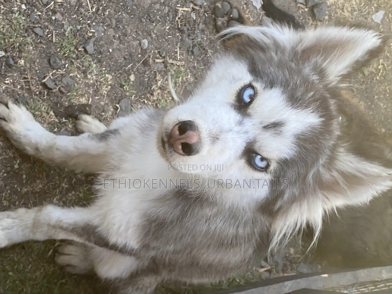 3-6 months Male Purebred Siberian Husky