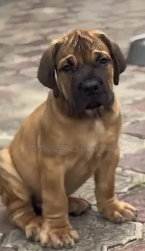 1-3 months Male Purebred Boerboel