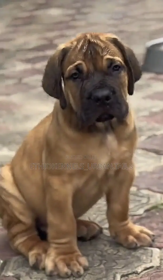 1-3 months Male Purebred Boerboel