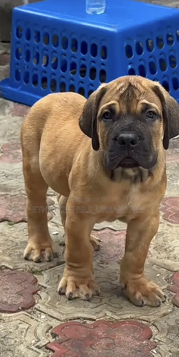 1-3 months Male Purebred Boerboel
