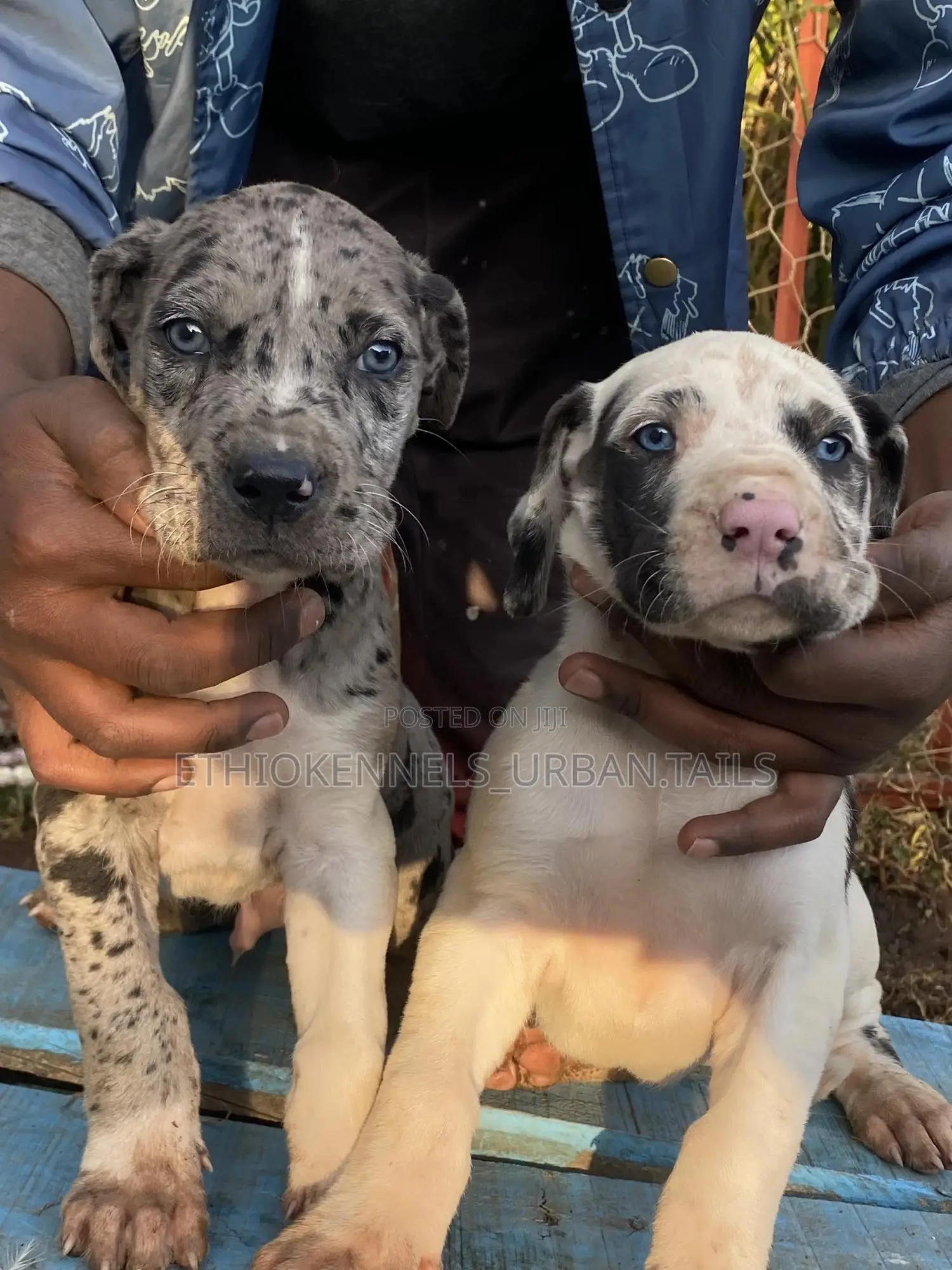 1-3 months Male Purebred Great Dane