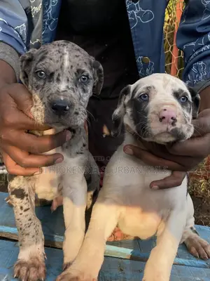 Photo - 1-3 months Male Purebred Great Dane