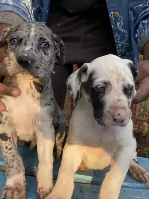 1-3 months Male Purebred Great Dane