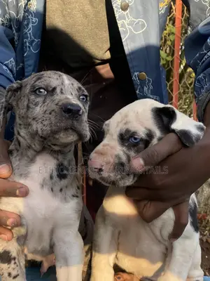 1-3 months Male Purebred Great Dane