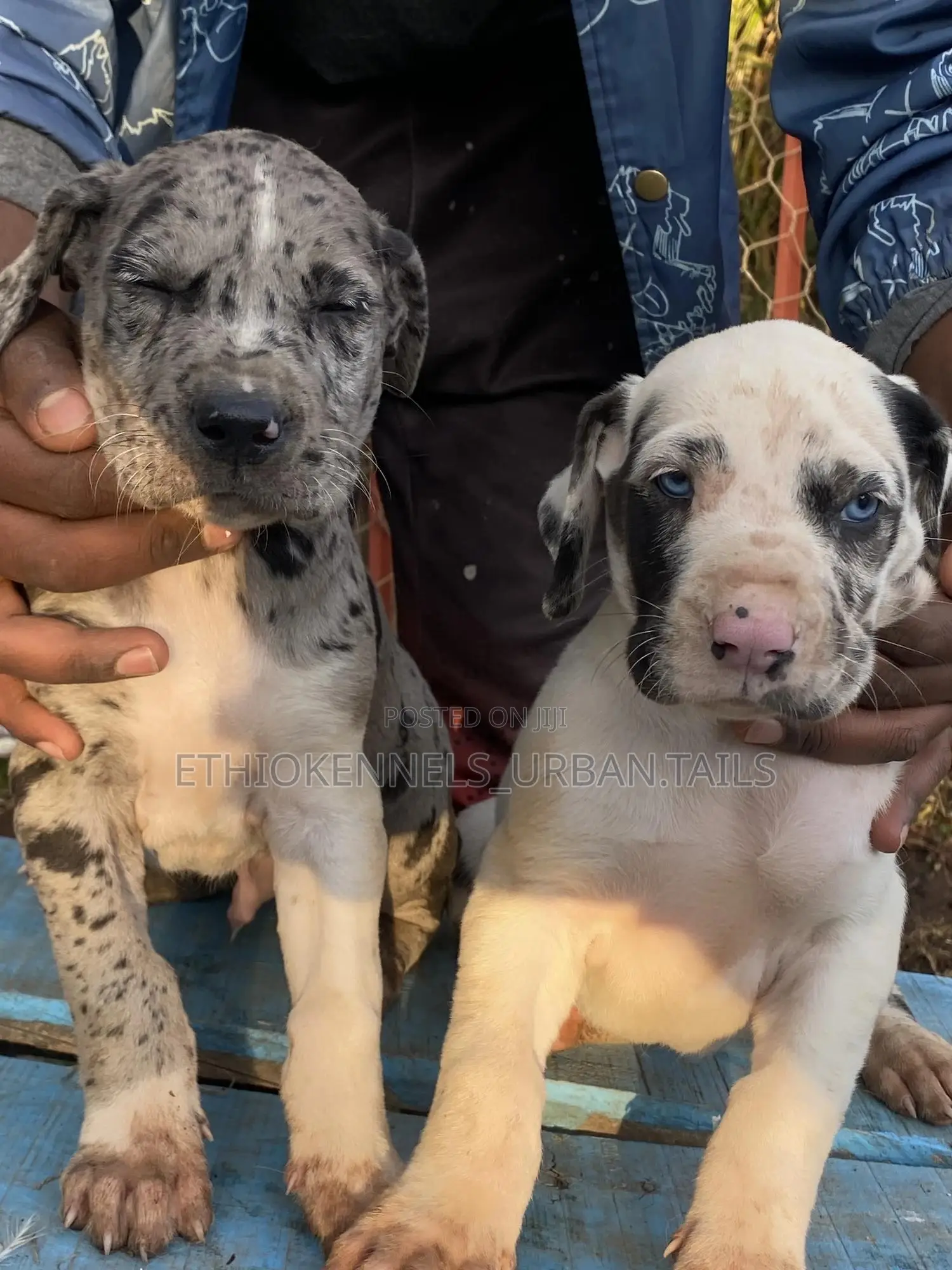 1-3 months Male Purebred Great Dane