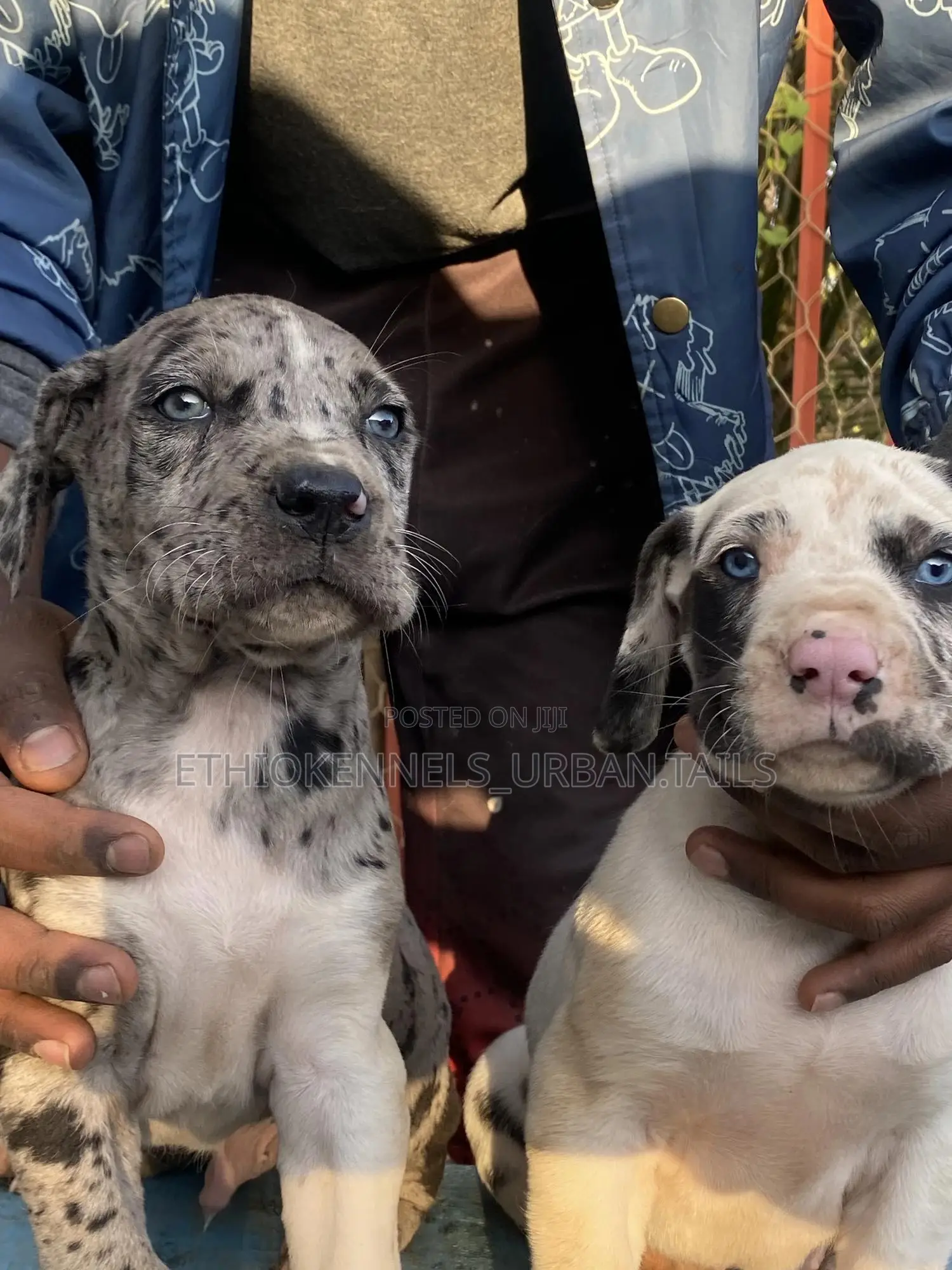 1-3 months Male Purebred Great Dane