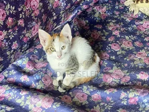 Photo - 3-6 months Female Mixed Breed Abyssinian