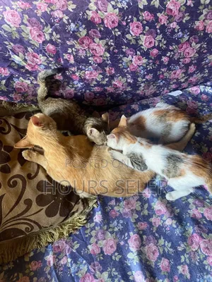 Photo - 6-12 months Female Purebred Abyssinian