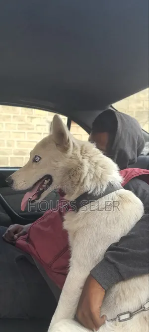 Photo - 6-12 months Female Purebred Siberian Husky