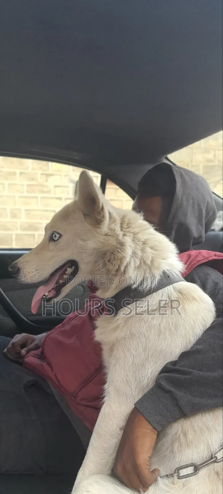 6-12 months Female Purebred Siberian Husky