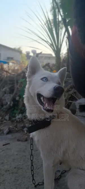 6-12 months Female Purebred Siberian Husky