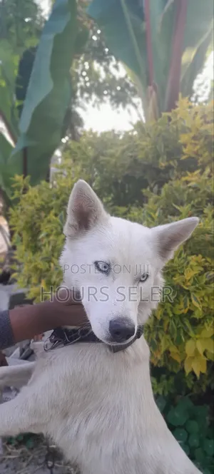 6-12 months Female Purebred Siberian Husky