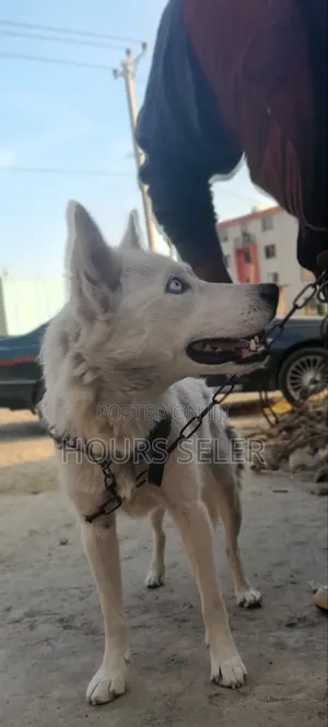 6-12 months Female Purebred Siberian Husky