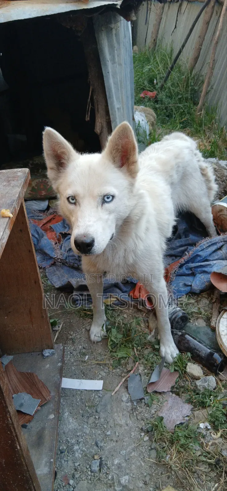 6-12 months Female Purebred Siberian Husky