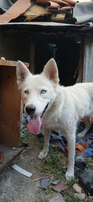 6-12 months Female Purebred Siberian Husky