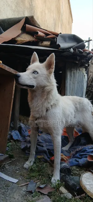 6-12 months Female Purebred Siberian Husky