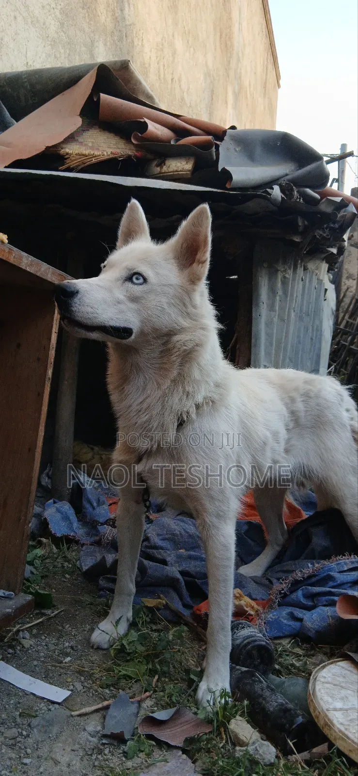 6-12 months Female Purebred Siberian Husky