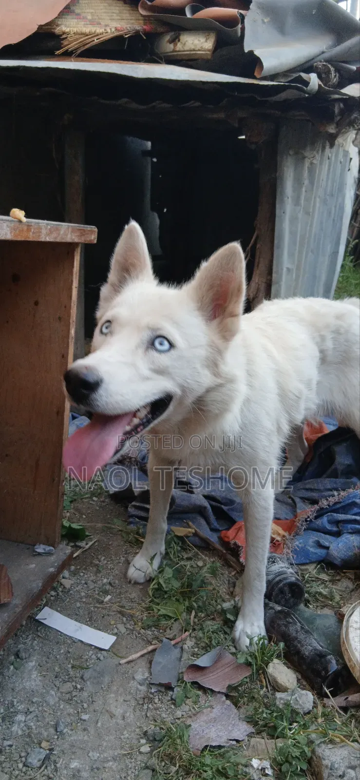 6-12 months Female Purebred Siberian Husky