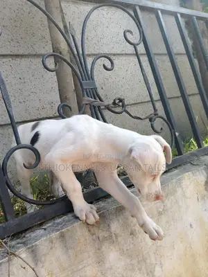 Photo - 1-3 months Female Purebred Great Dane