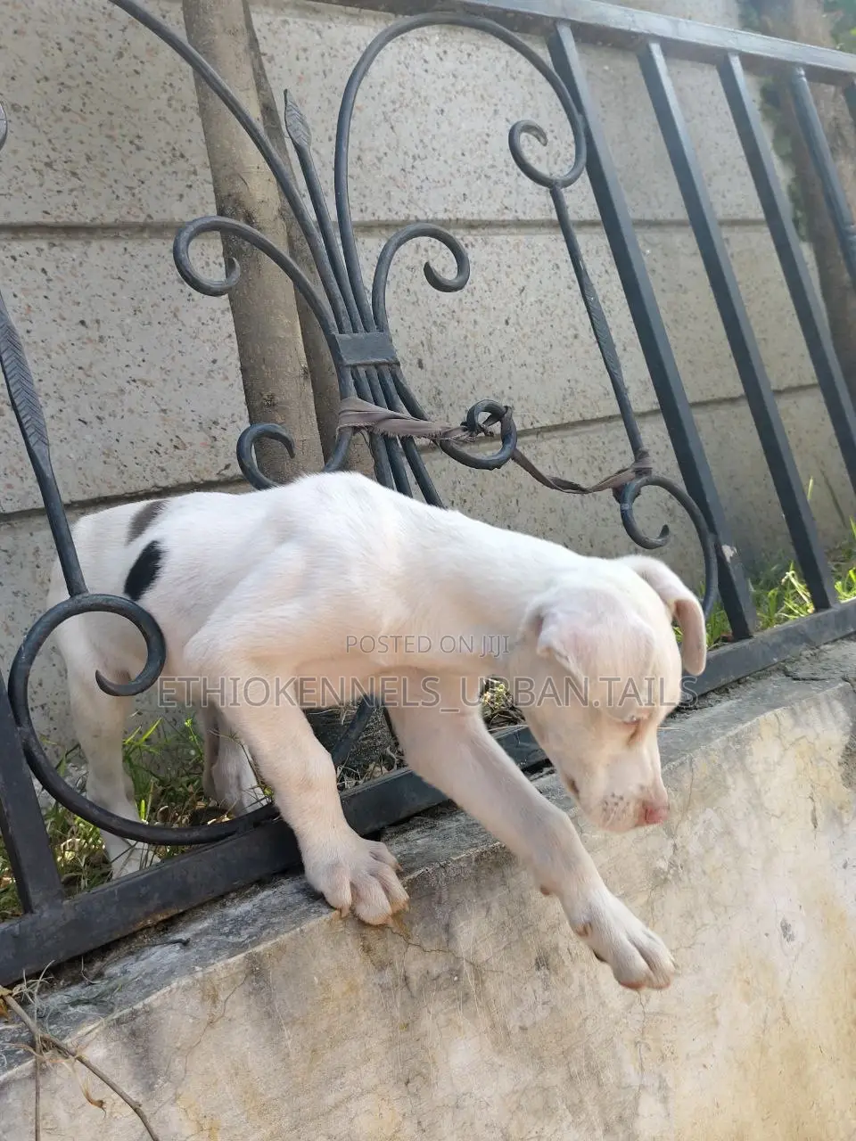 1-3 months Female Purebred Great Dane